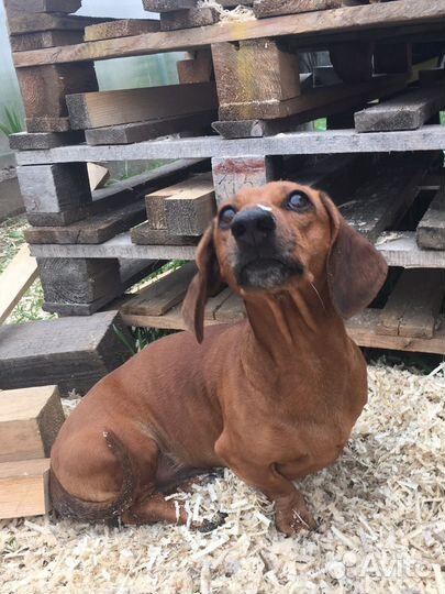 Такса вязка