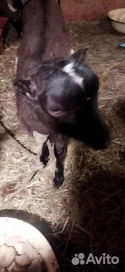 Козы ламанча