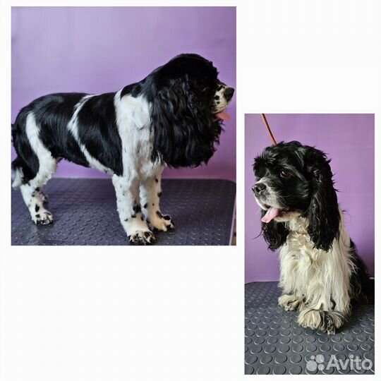 Груминг собак,стрижка и тримминг