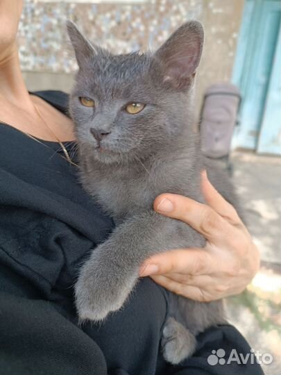 Котёнок Британец