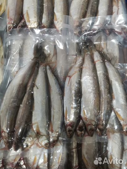 Рыба Печорская