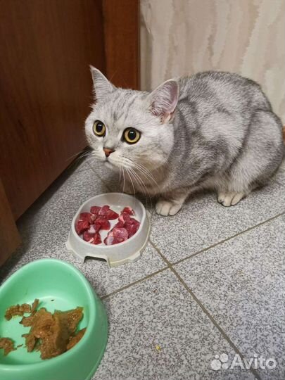 Усы кота