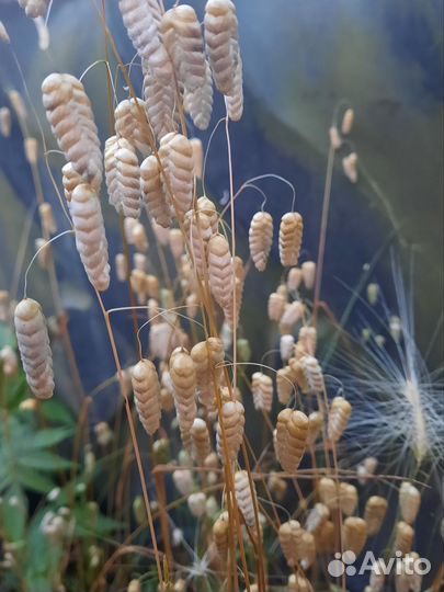 Семена однолетников