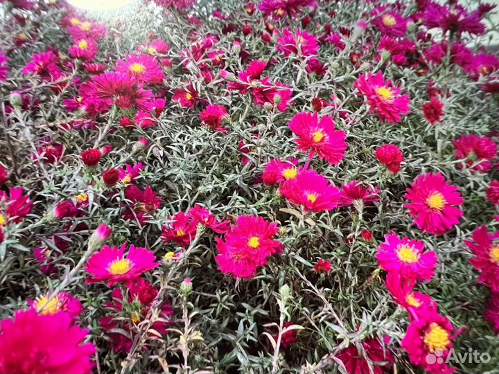 Сентябринки