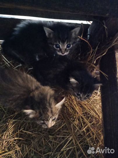 Кошка в дар