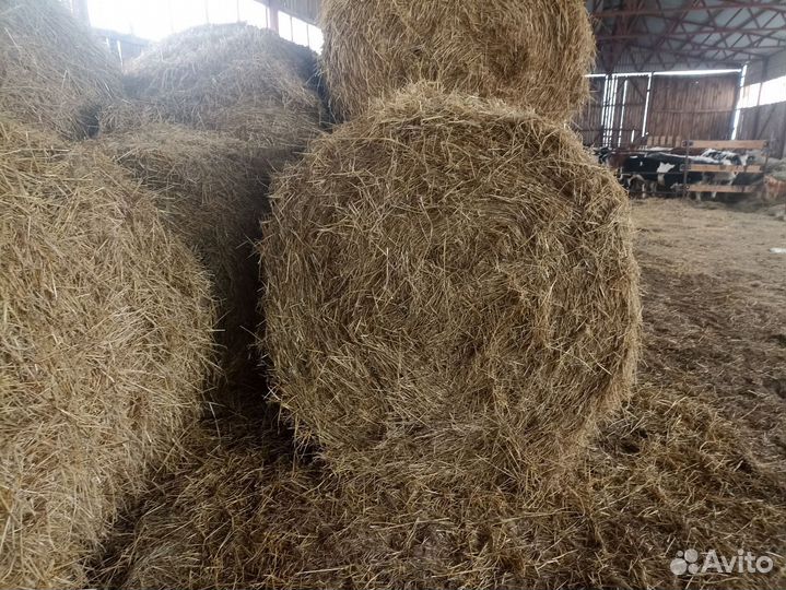 Солома пшеничная и ржаная в тюках