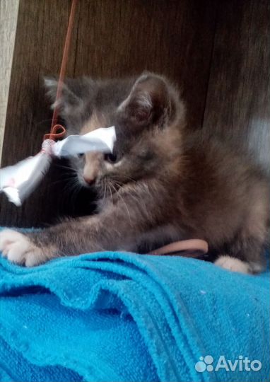 Котята