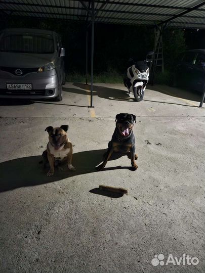 Корм для собак и кошек (сухой, консервы)