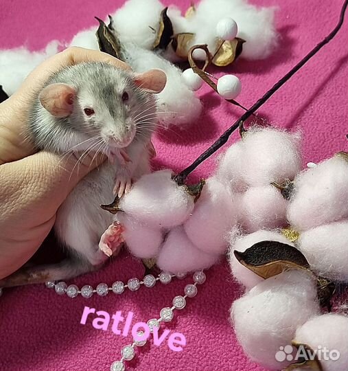 Крысята дамбо девочки красотки