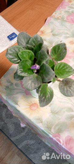 Комнатные растения цветы