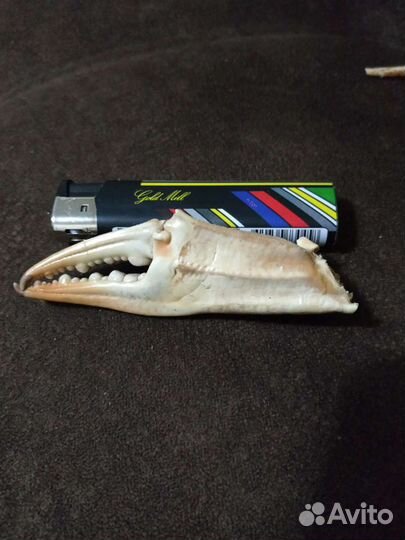 Разные ракушки