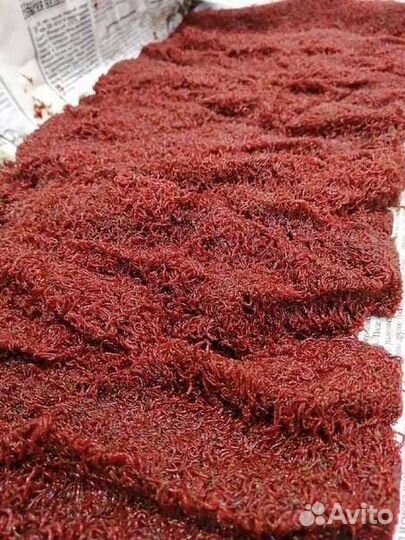 Мотыль кормовой, лиман 1 килограмм