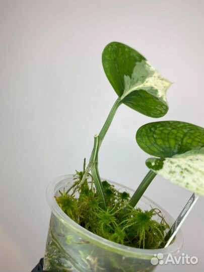 Сциндапсус Exotica Albo