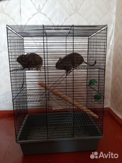 Чилийская белка дегу с клеткой