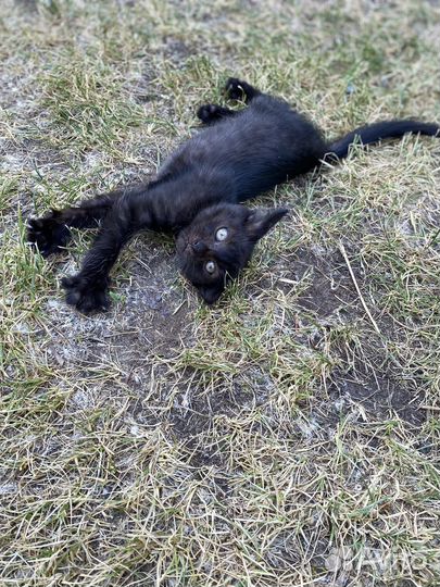 Черный котенок мальчик