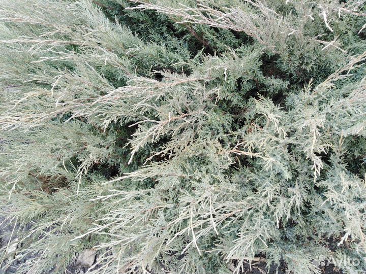 Можжевельник