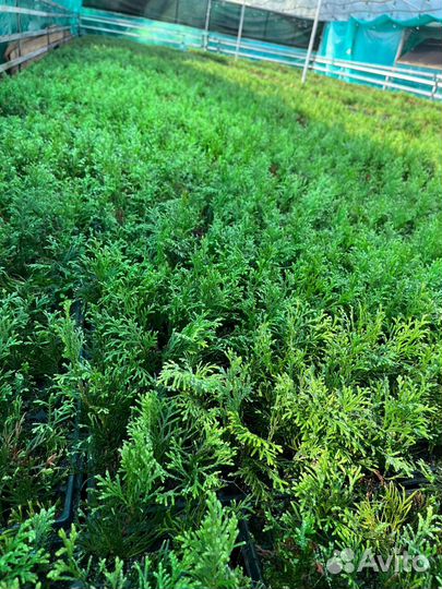 Черенки туи смарагд