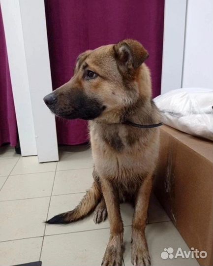 Каспер ищет родителей