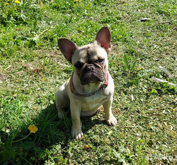 Домашняя передержка собак