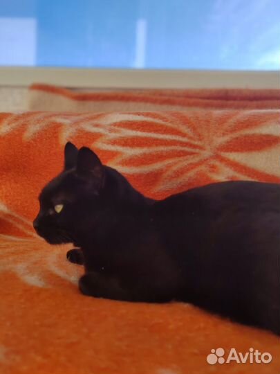 Кошка