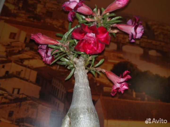 Адениумы набор сеянцев 5шт