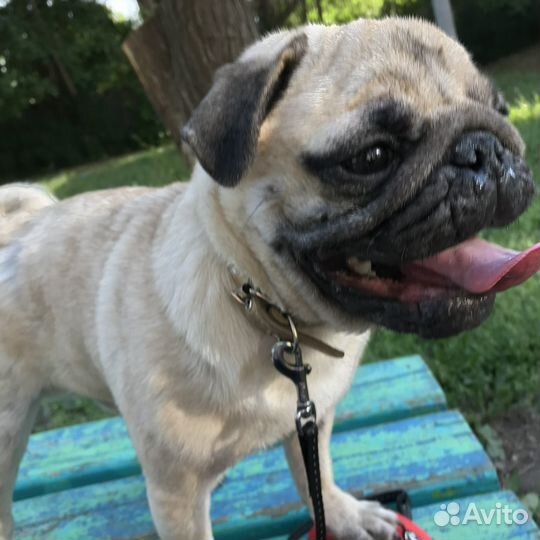 Мопс вязка мальчик