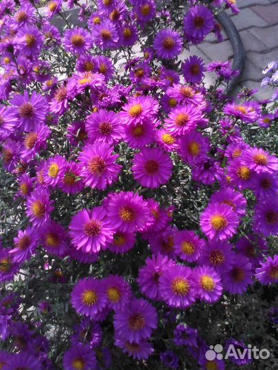 Многолетние растения