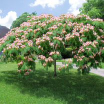 Альбиция Помпадур (Albizia julibrissin Pompadour)