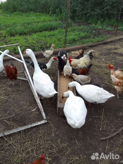 Индоутки, гуси