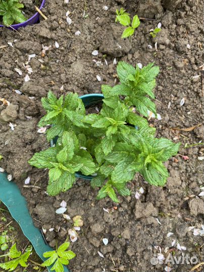 Мята крымская