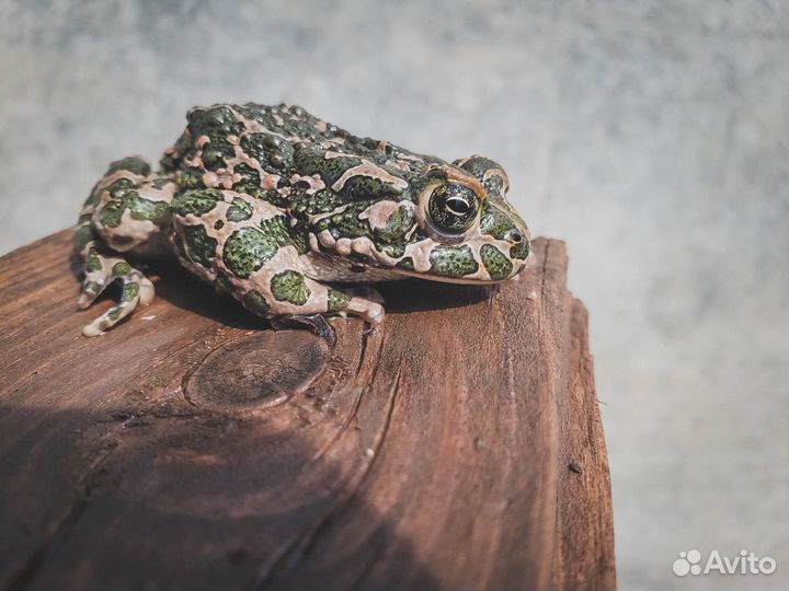 Выезд герпетолога на дом по Москве и Подмосковью
