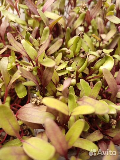 Заказы на микрозелень