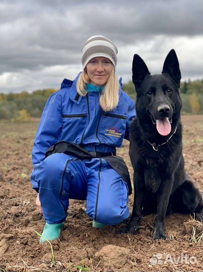 Дрессировка и воспитание собак