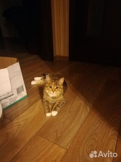 Кошечка в дар