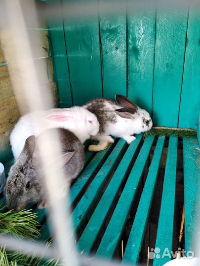 Кролики мясных пород