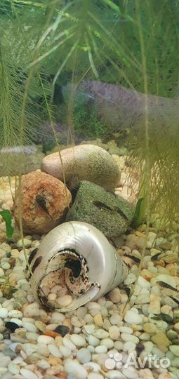 Сомики анциструсы