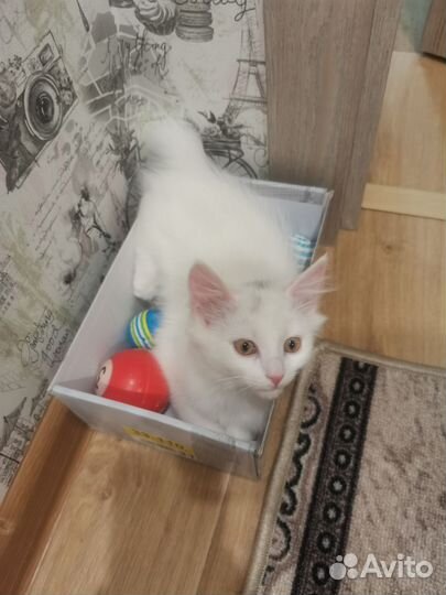 Белый котёнок