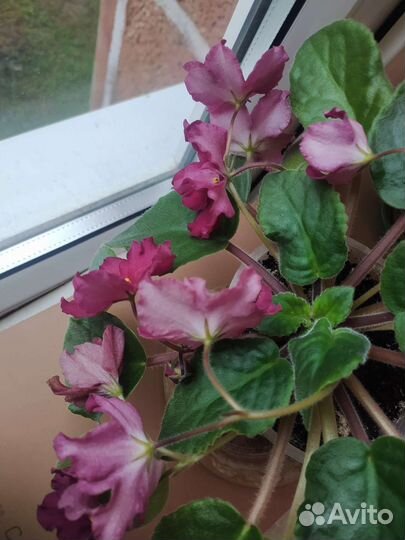 Фиалка сортовая