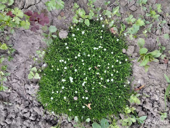 Мшанка шиловидная