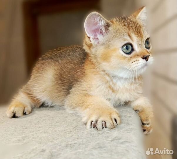 Котята золотая шиншилла