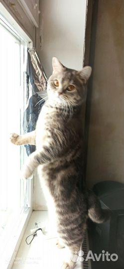 Британский котик 1 годик вязка