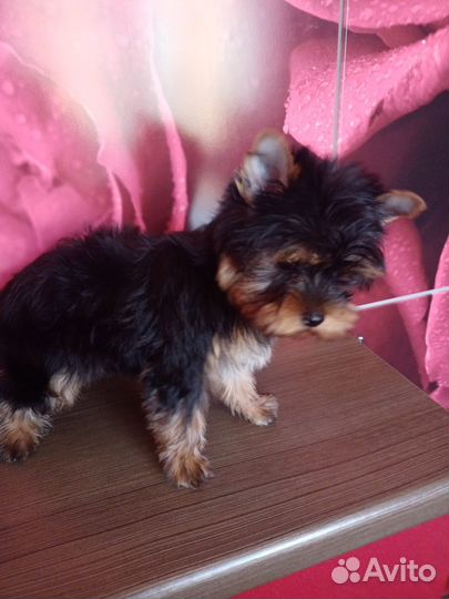 Йоркширский терьер щенки девочки