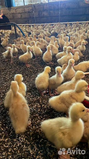 Гусята суточные