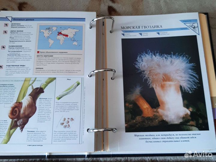 Энциклопедия В мире дикой природы