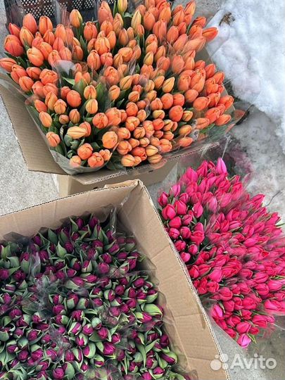 Тюльпаны к 8 марта опт/розница/организации