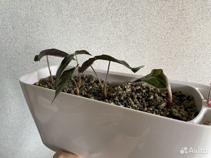 Алоказия Полли
