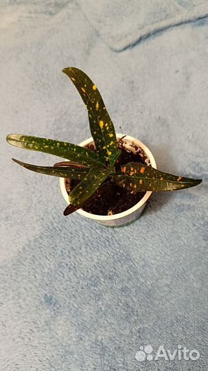 Комнатные цветы кротон