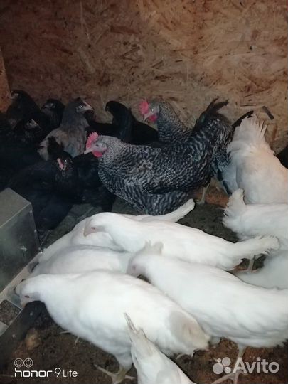 Несушки Доминант молодки и Петухи