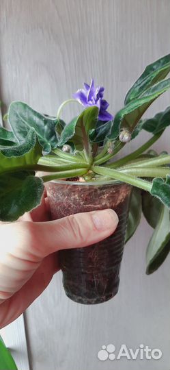 Бокарнея нолина, фиалка махровая голубая