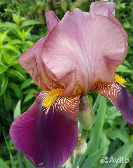 Ирисы бородатые и болотный